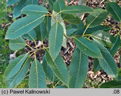 Quercus oxyodon