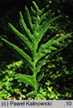 Quercus robur Filicifolia