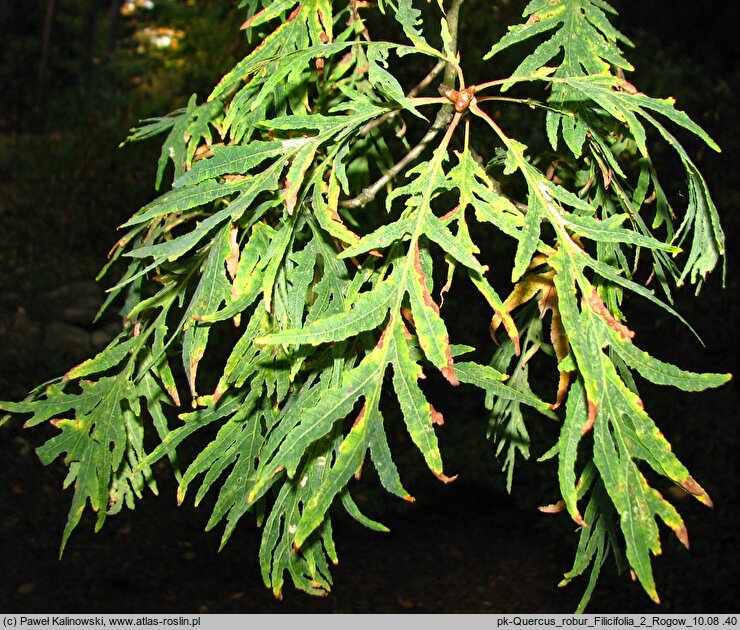 Quercus robur Filicifolia