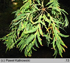 Quercus robur Filicifolia