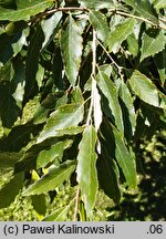 Quercus serrata (dąb piłkowany)