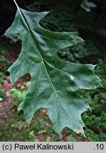 Quercus shumardii (dąb Shumarda)