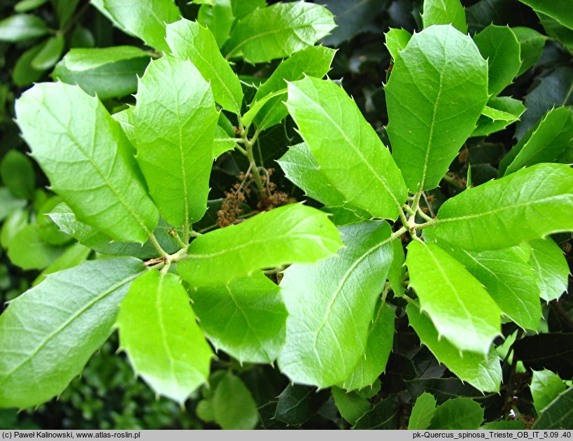 Quercus spinosa