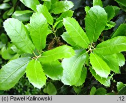 Quercus spinosa