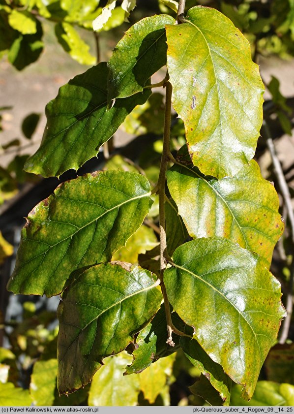 Quercus suber (dąb korkowy)