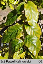 Quercus suber (dąb korkowy)