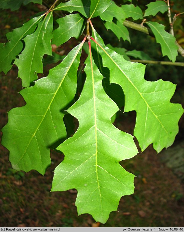 Quercus texana (dąb teksański)