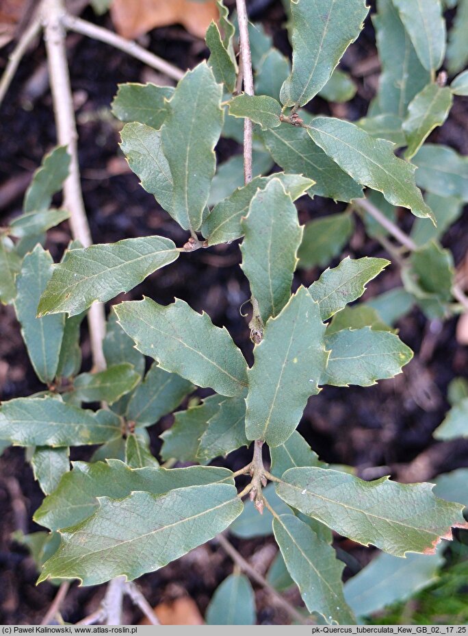 Quercus tuberculata