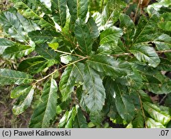 Quercus variabilis