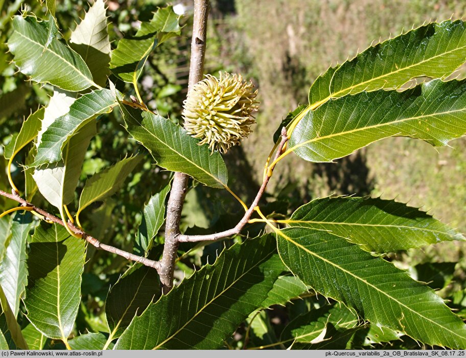 Quercus variabilis