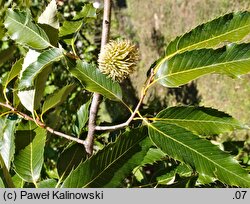 Quercus variabilis