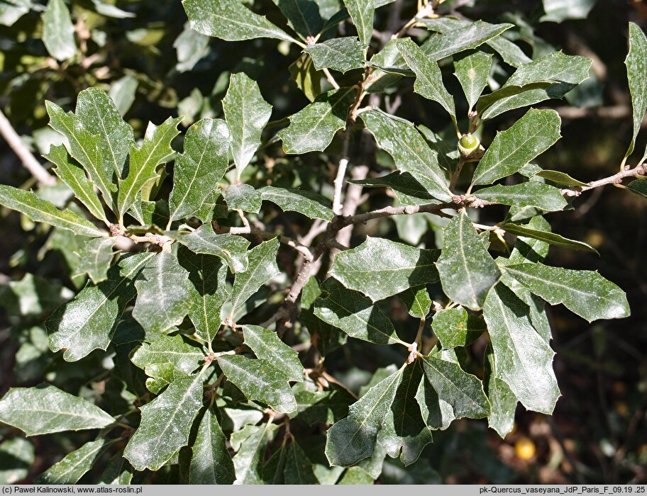 Quercus vaseyana