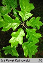 Quercus velutina (dąb barwierski)