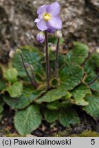 Ramonda nathaliae