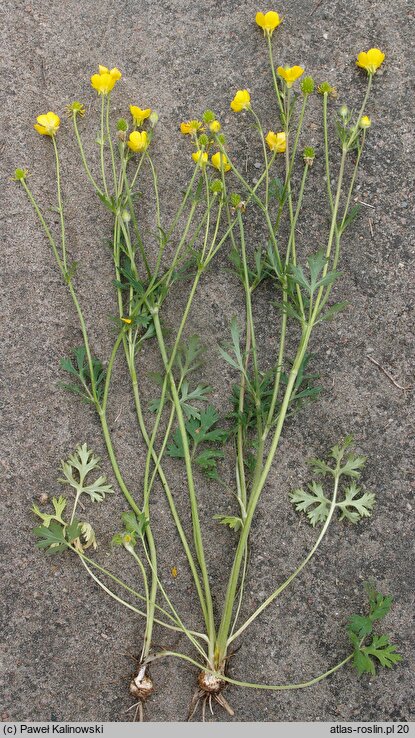 Ranunculus bulbosus (jaskier bulwkowy)