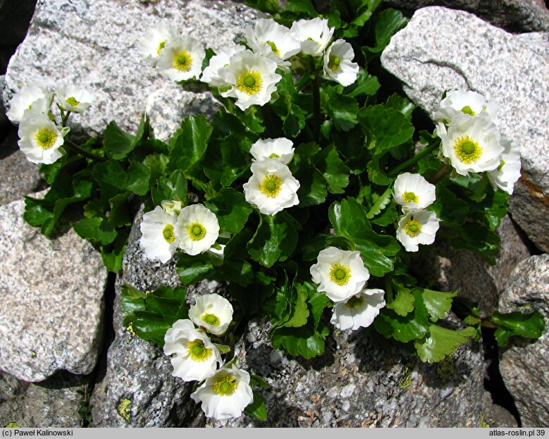 Ranunculus crenatus