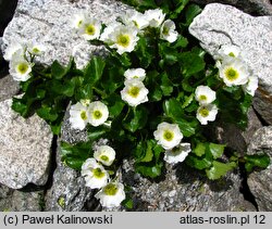 Ranunculus crenatus