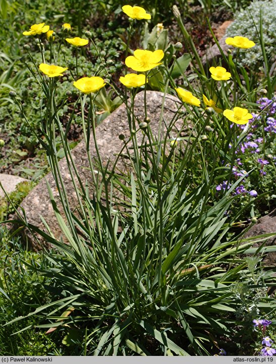 Ranunculus gramineus (jaskier trawiasty)