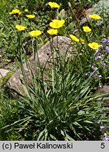 Ranunculus gramineus (jaskier trawiasty)