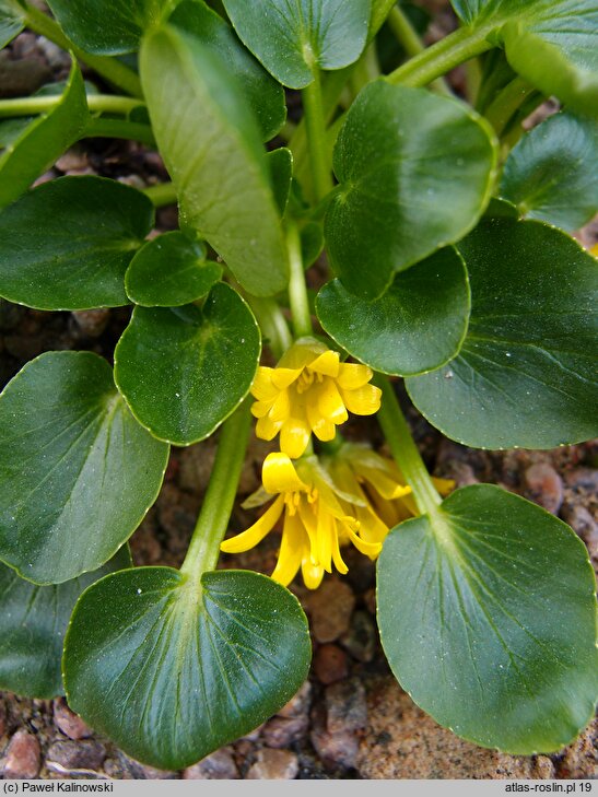 Ranunculus kochii (jaskier Kocha)