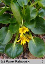 Ranunculus kochii (jaskier Kocha)