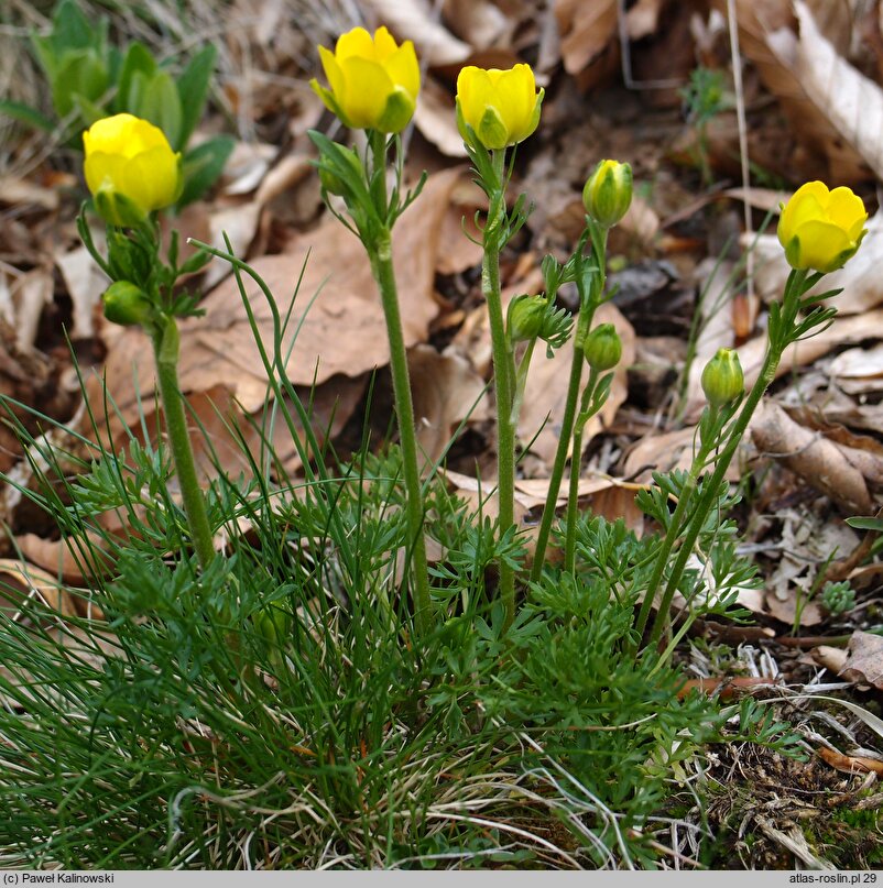 Ranunculus millefoliatus (jaskier wielolistny)