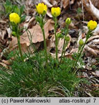 Ranunculus millefoliatus (jaskier wielolistny)