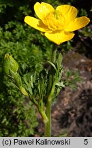 Ranunculus millefoliatus (jaskier wielolistny)