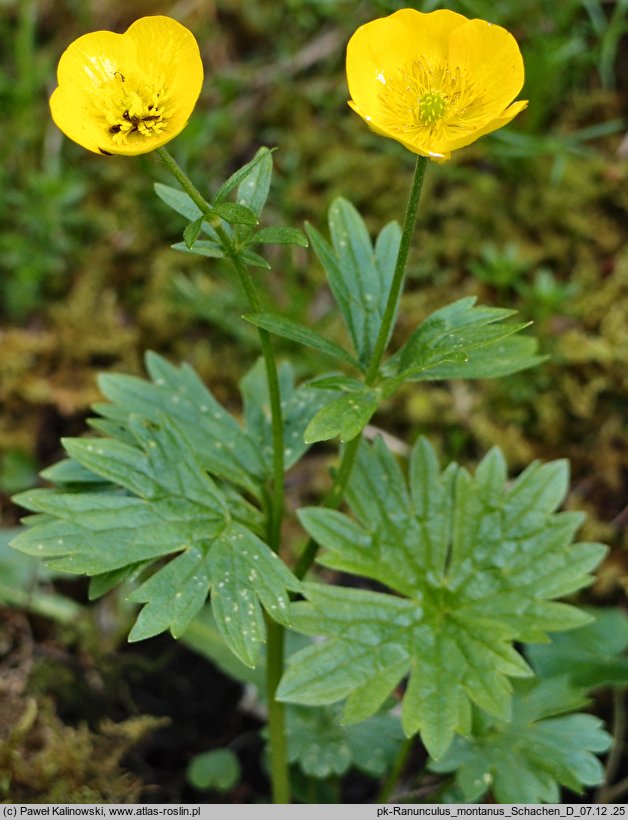 Ranunculus montanus (jaskier górski)