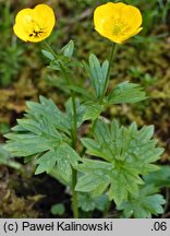 Ranunculus montanus (jaskier górski)