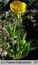 Ranunculus montanus (jaskier górski)