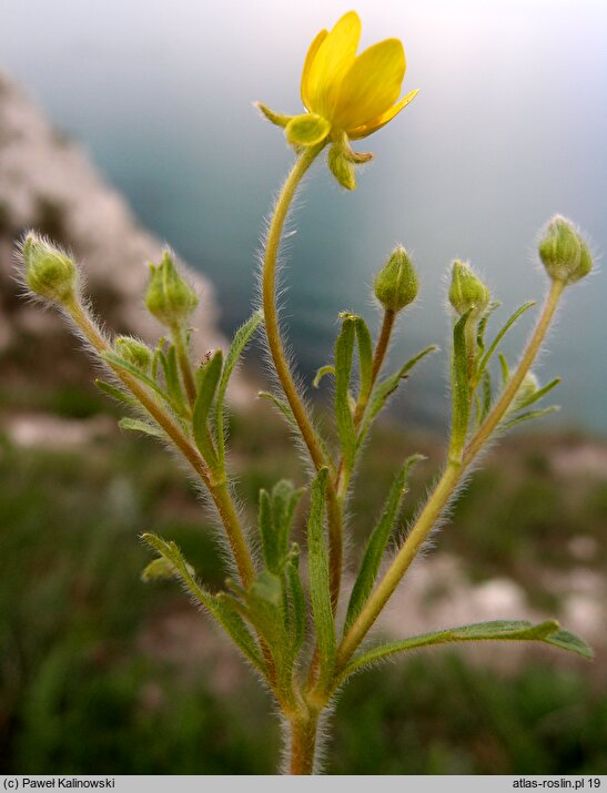 Ranunculus oxyspermus