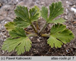 Ranunculus oxyspermus