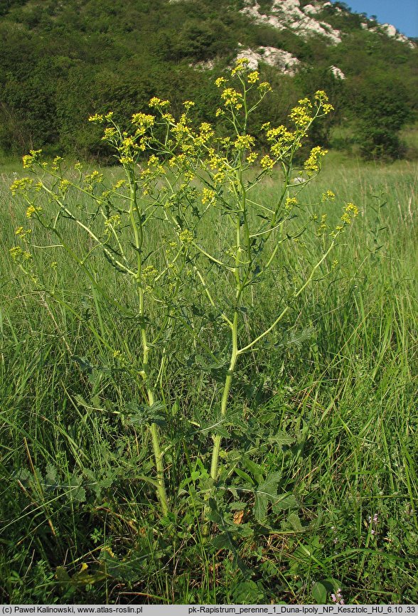 Rapistrum perenne (świrzepa trwała)