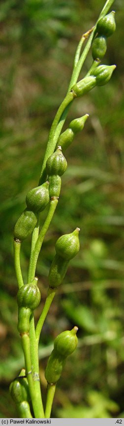 Rapistrum perenne (świrzepa trwała)