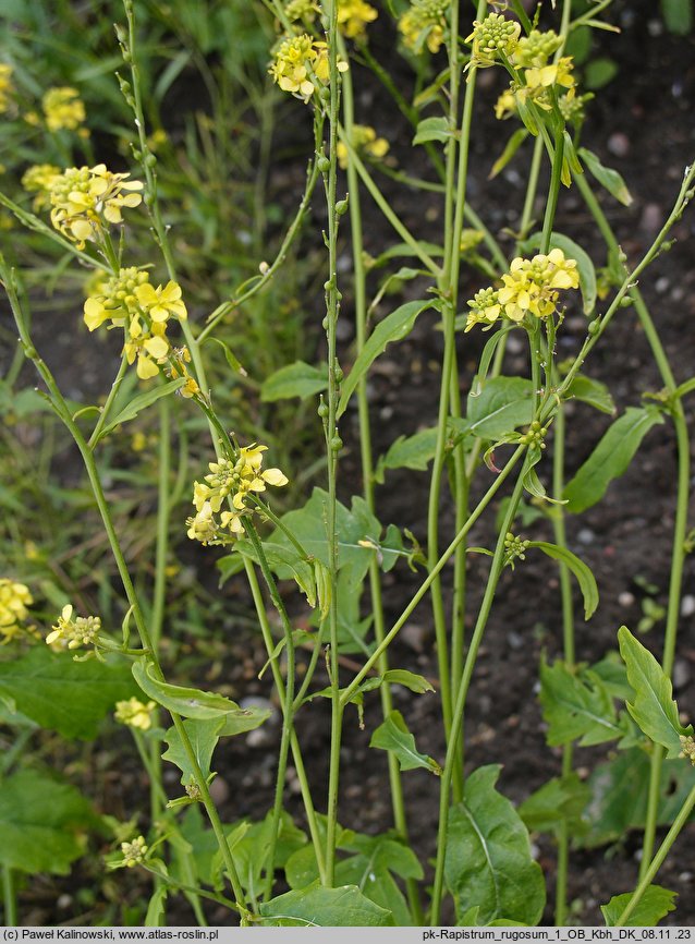 Rapistrum rugosum (świrzepa pomarszczona)