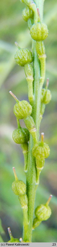 Rapistrum rugosum (świrzepa pomarszczona)