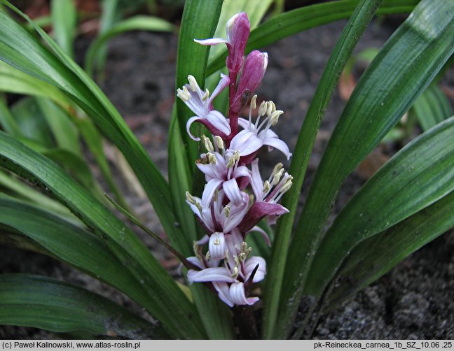 Reineckea carnea (rainekia krwista)