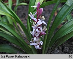 Reineckea carnea (rainekia krwista)