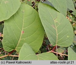 Reynoutria ×bohemica (rdestowiec pośredni)