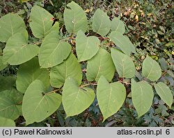 Reynoutria ×bohemica (rdestowiec pośredni)