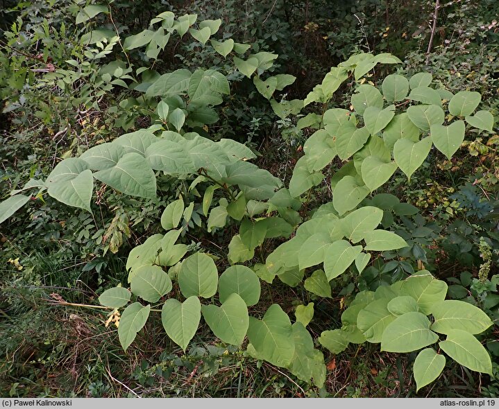 Reynoutria ×bohemica (rdestowiec pośredni)