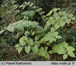 Reynoutria ×bohemica (rdestowiec pośredni)