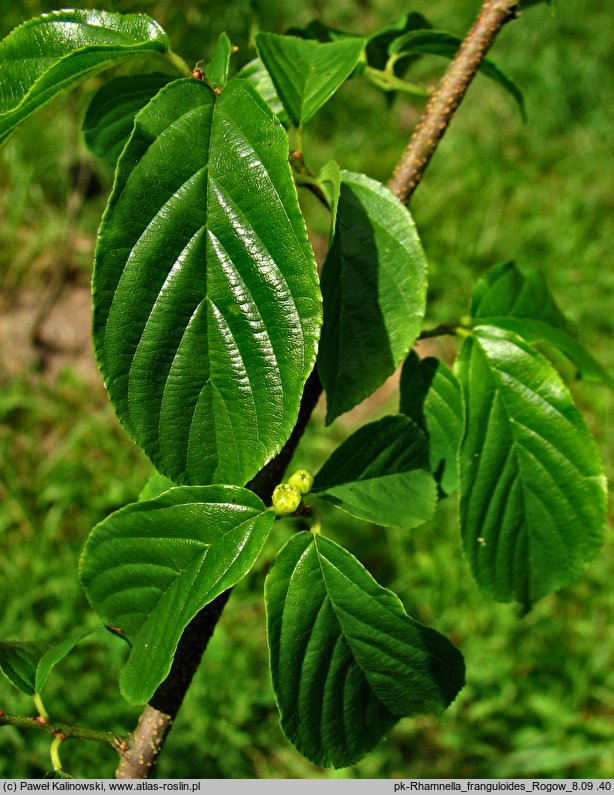 Rhamnella franguloides (kruszyniec koreański)