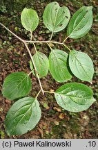 Rhamnus alnifolia