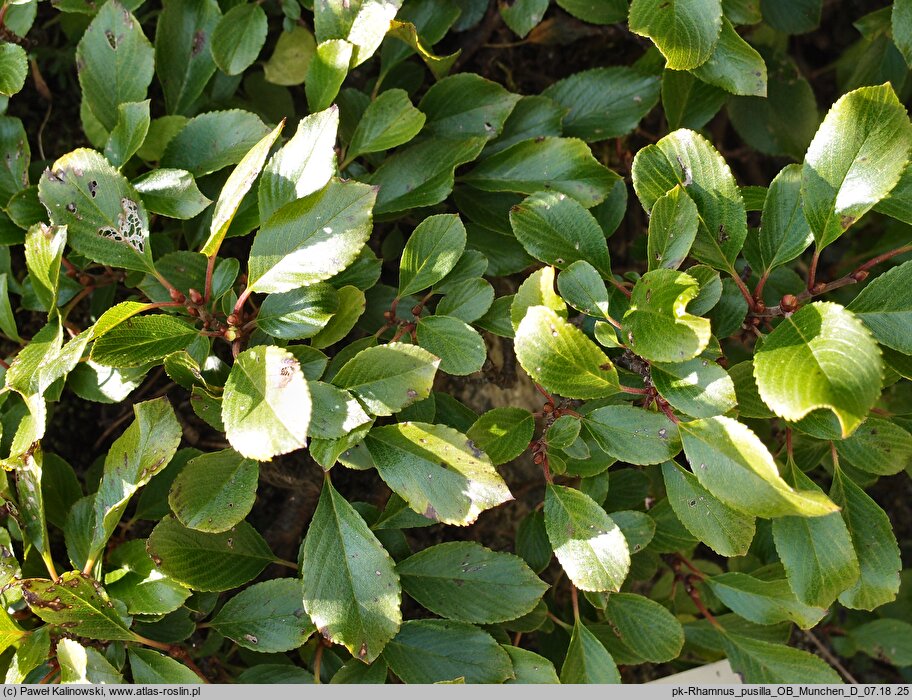 Rhamnus pumila ssp. pumila