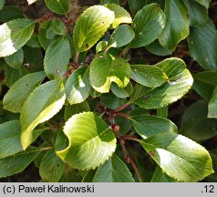 Rhamnus pumila ssp. pumila