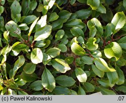 Rhamnus pumila ssp. pumila