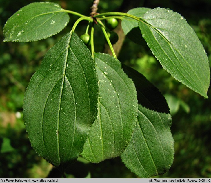 Rhamnus spathulifolia