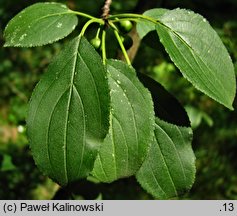 Rhamnus spathulifolia